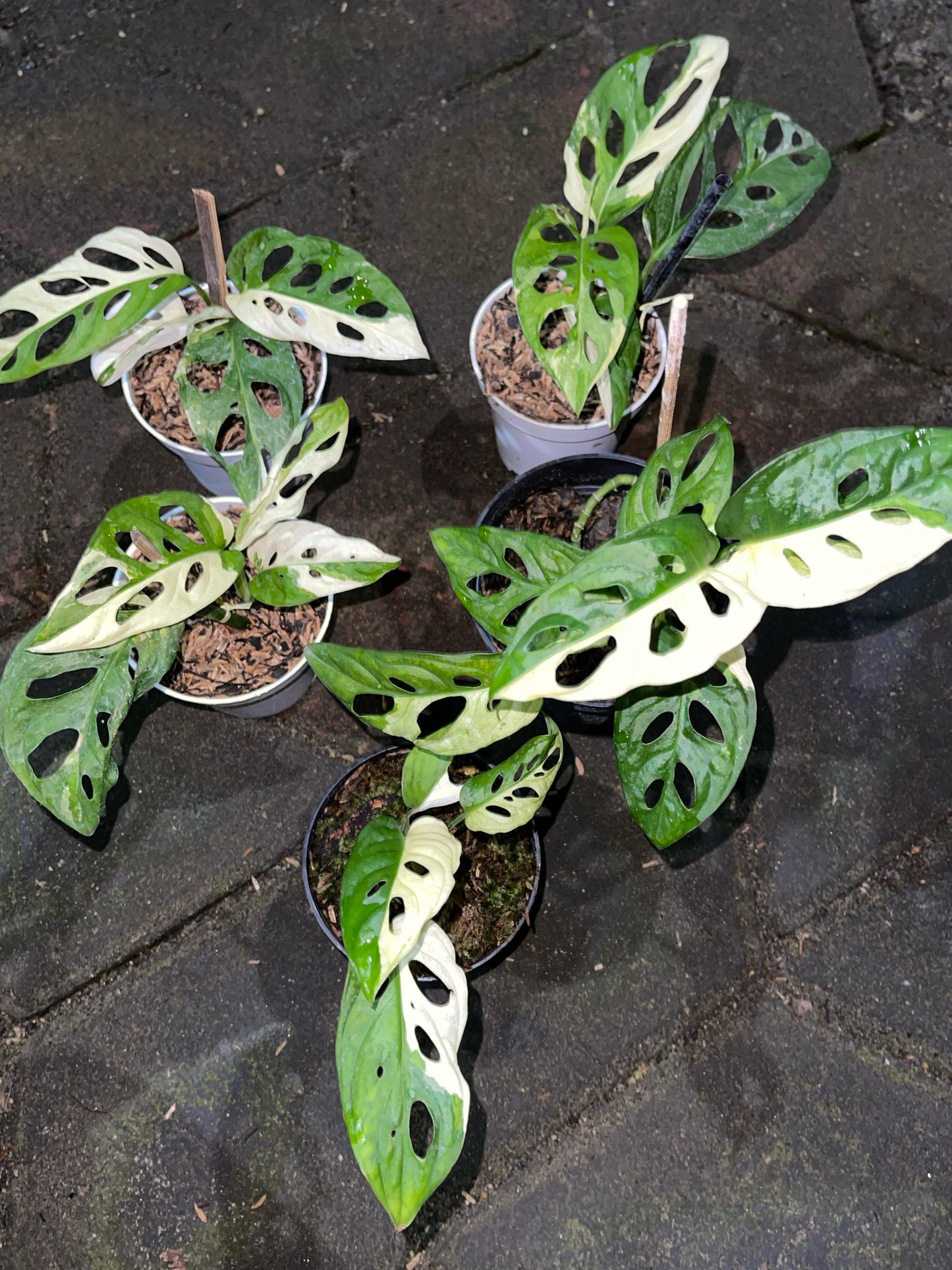 Monstera adansonii albo variegated,monstera adansonii albo variegated,wholesale plant,plant sale,rare monstera adansonii,variegated plant,monstera variegated