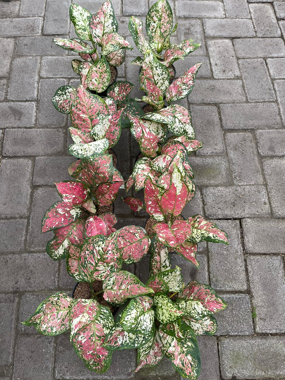 Wholesale aglaonema tricolor,aglaonema tricolor,aglaonema,aglaonema plants,aglaonema plant,rare aglaonema