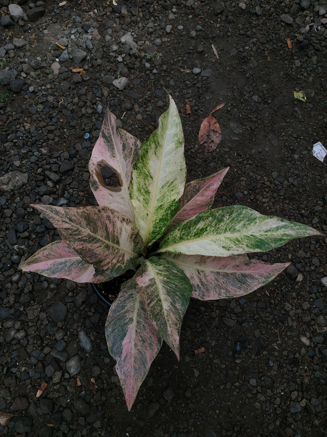 anthurium hookeri pink variegated, anthurium plants, anthurium pink color, anthurium hookeri variegated pink