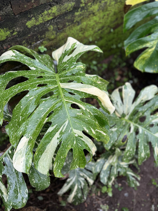 monstera thai constellation