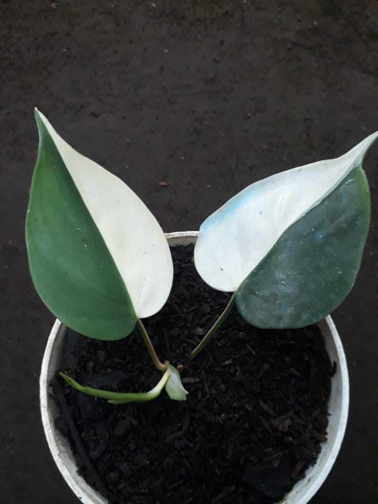 Philodendron Hederaceum Albo Variegated