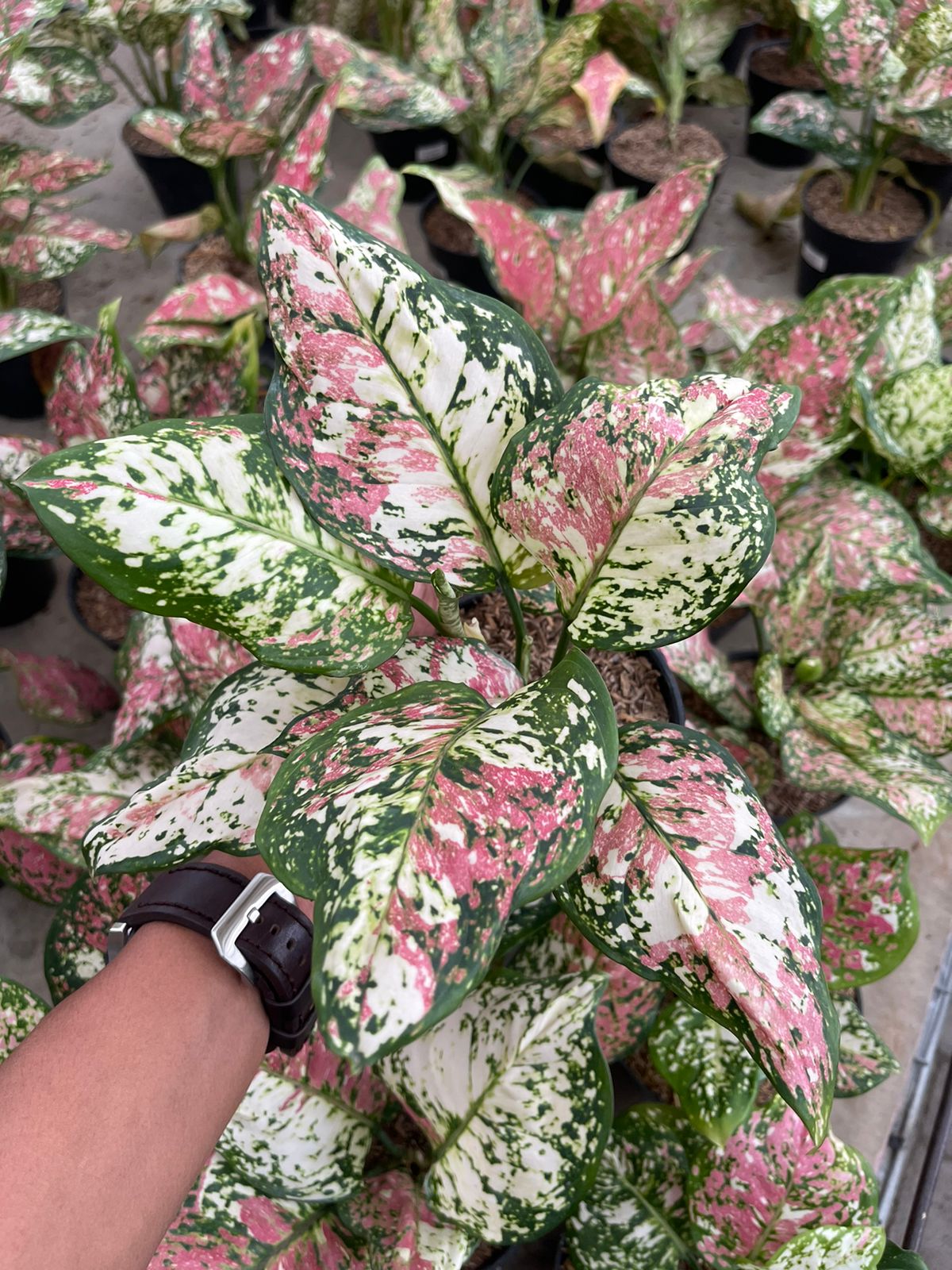 aglaonema tricolor,aglaonema, rare plants,agalonema plants,aglaonema plant,rare plant