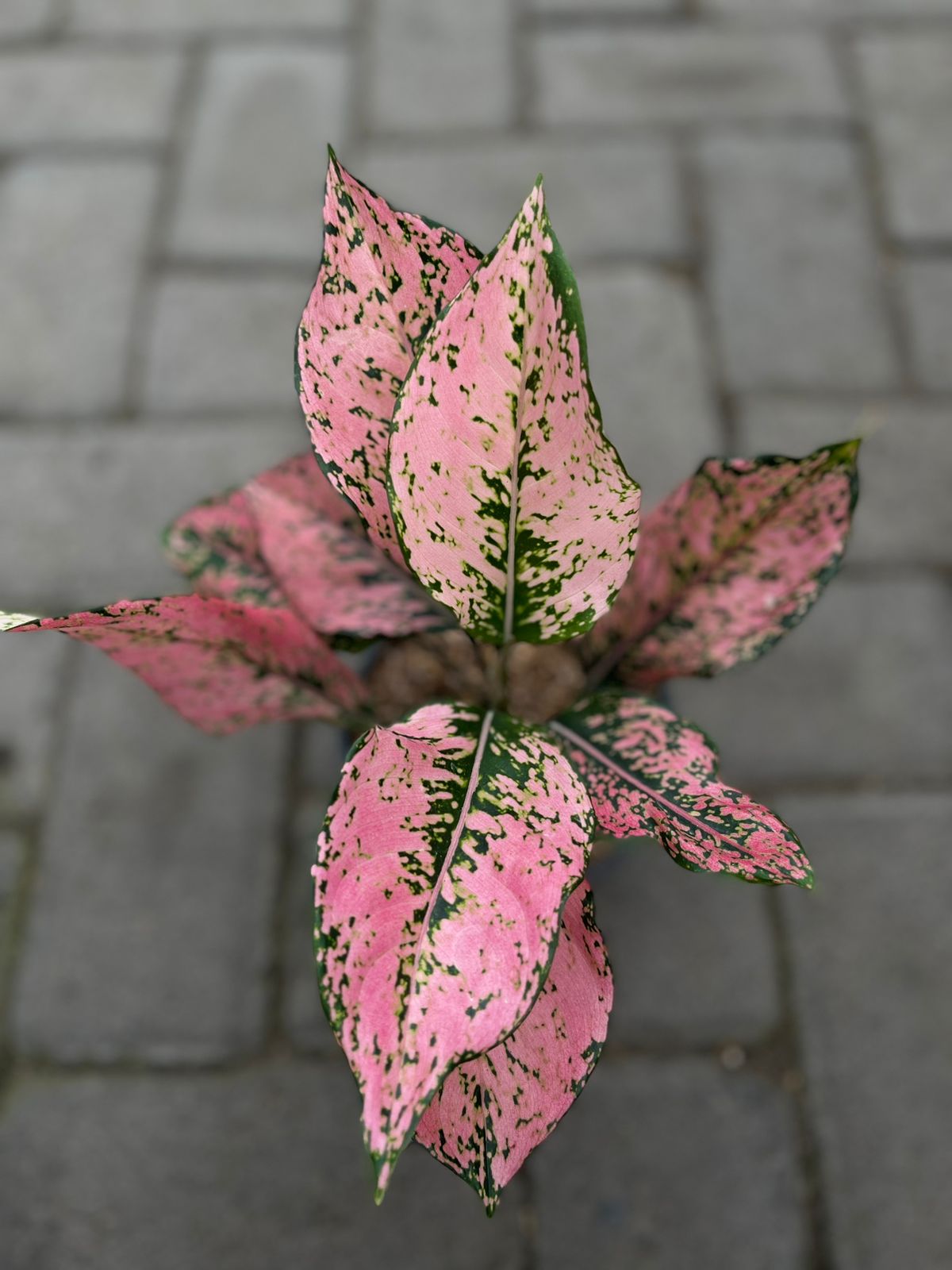 Aglaonema kom kom pink,aglaonema pink,aglaonema plant,aglaonema pink