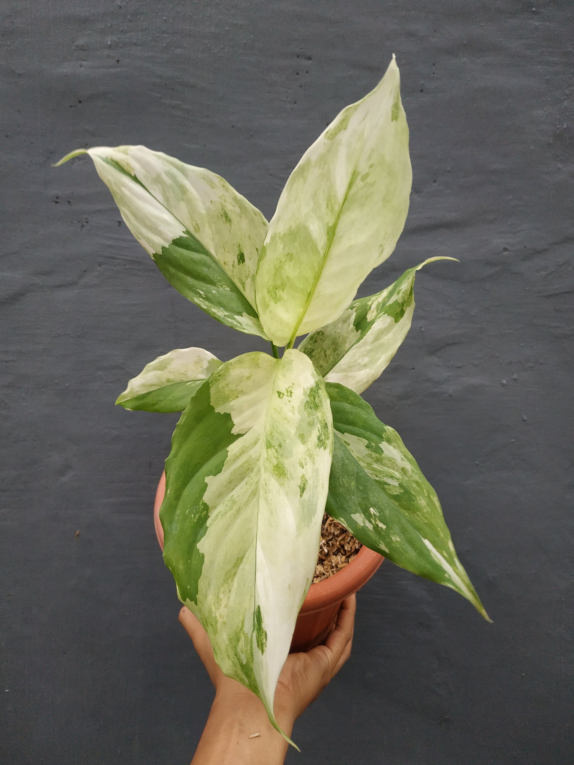 Aglaonema modestum variegated, live aglaonema modestum variegated, live aglaonema modestum variegated plants, rare aglaonema modestum variegated, rare aglaonema modestum variegated live plants, tropical aglaonema modestum variegated live plants, wholesale aglaonema modestum variegated, outdoor plant, indoor plants, winter plants, summer plants, spring plants, houseplants, rare aglaonem modestum variegated live plants, live aglaonema modestum variegated rare plants