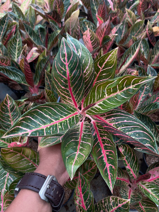 Aglaonema,Aglaonema pride of sumatera,aglaonema plants,lants agalaonema,rare aglaonema