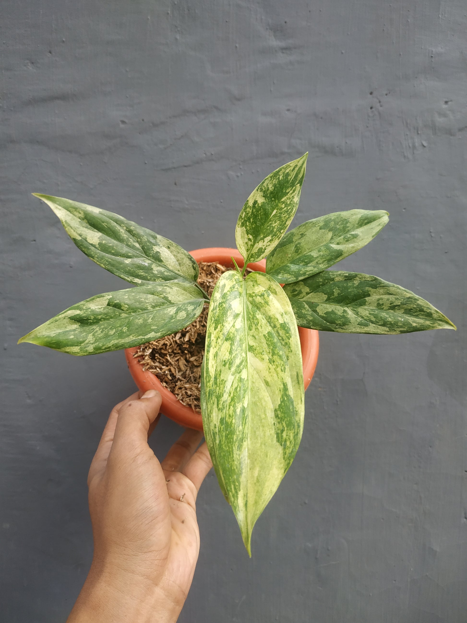 Aglaonema simplex variegated, live aglaonema simplex variegated, live aglaonema simplex variegated plants, rare aglaonema simplex variegated, rare aglaonema simplex variegated live plants, tropical aglaonema simplex variegated live plants, wholesale aglaonema simplex variegated, outdoor plant, indoor plants, winter plants, summer plants, spring plants, houseplants, rare aglaonema simplex variegated live plants, live aglaonema simplex variegated rare plants