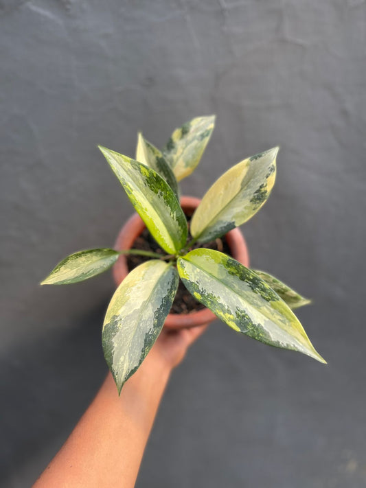 Aglaonema,Aglaonema Svarnabhumi,Variegated aglaonema,variegated plants