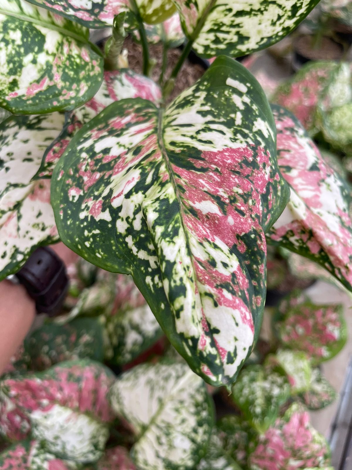 aglaonema,aglaonema tricolor,aglaonema plants,aglaonema rare,indoor plant,outdoor plant