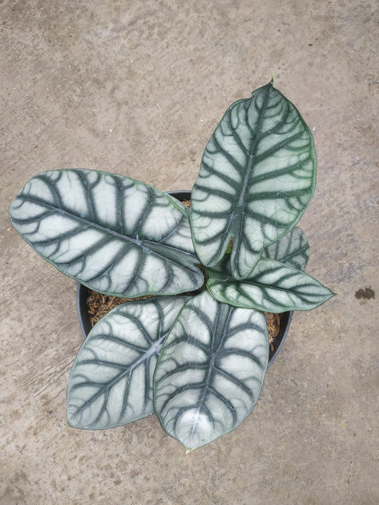 alocasia, live alocasia dragon scale, live dragon scale plants, rare dragon scale, rare alocasia dragon scale live plants, tropical dragon scale live plants, wholesale dragon scale, outdoor plant, indoor plants, winter plants, summer plants, spring plants, houseplants, rare alocasia dragon scale plants, live dragon scale rare plants