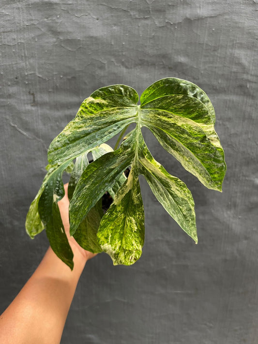 Amydrium,amydriumzippelianum,amydriumplants,amydriumplant