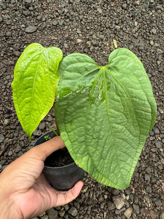 Anthurium Sp. Limon, Anthurium , Anthurium Plant, Rare Anthurium,Foliage