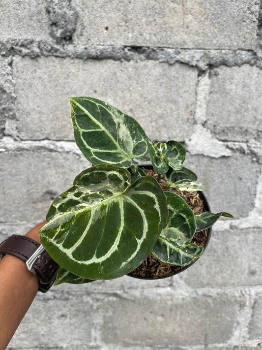 Anthurium,anthuriumvariegated,anthuriumplant,foliage plant