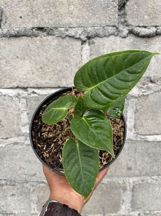 anthurium veitchii,anthurium,anthurium plants,foliage,rare plants,live plants,indoor plant,outdoor plant,foliage,plant sale