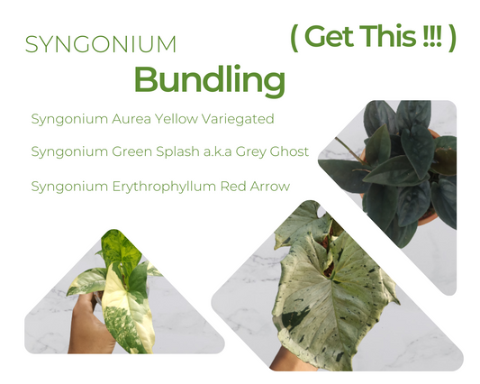 Syngonium Aurea Yellow Variegated, Syngonium Green Spalsh a.k.a Grey Ghost, Syngonium Erythrophyllum Red Arrow