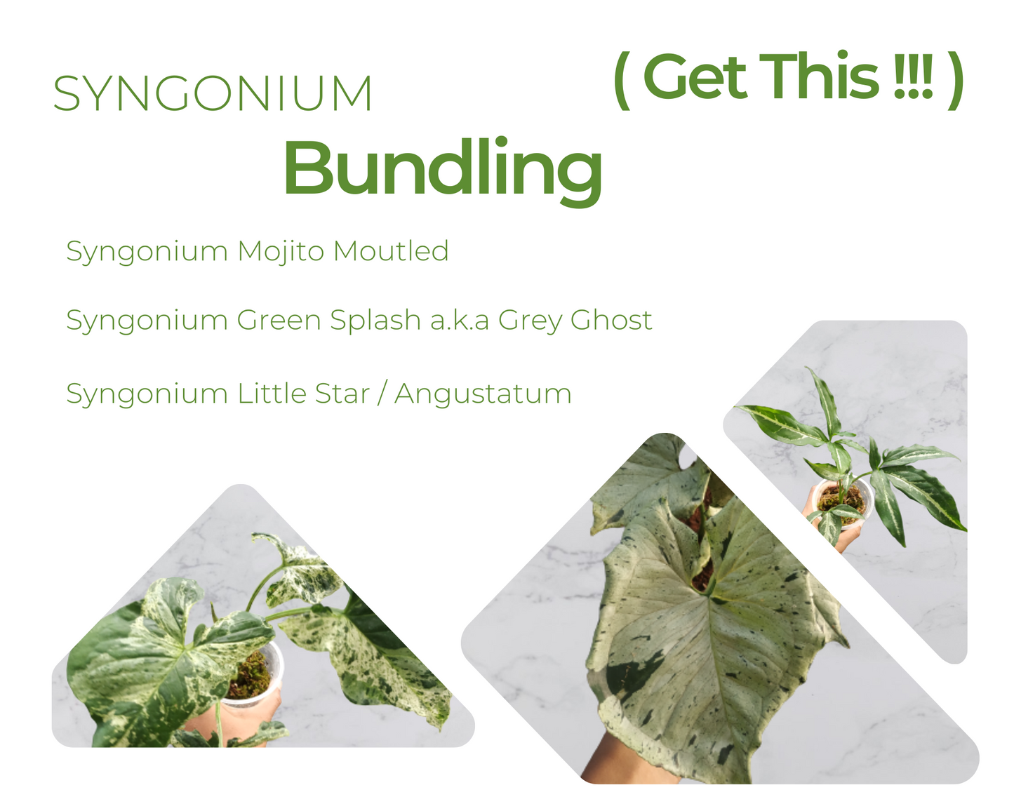 Syngonium Mojito Mottled, Syngonium Green Splash a.k.a Grey Ghost, Syngonium Little Star / Anguststum