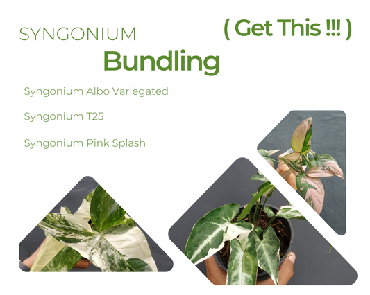 Syngonium Albo Variegated, Syngonium T25, Syngonium Pink Splash