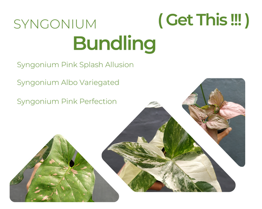 Syngonium Albo Variegated, Syngonium Pink Splash Allusion, Syngonium Pink Perfection