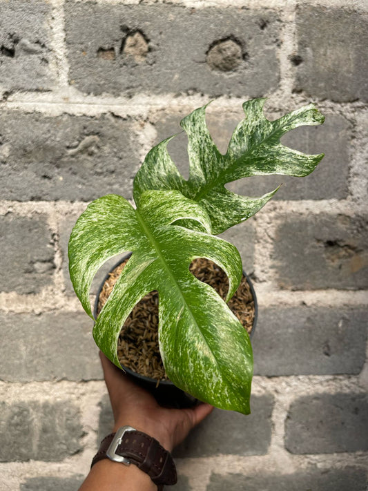 epipremnum white mint variegated,epipremnum,epipremnum variegated,variegated plants,live plants,plantsale,rare plants