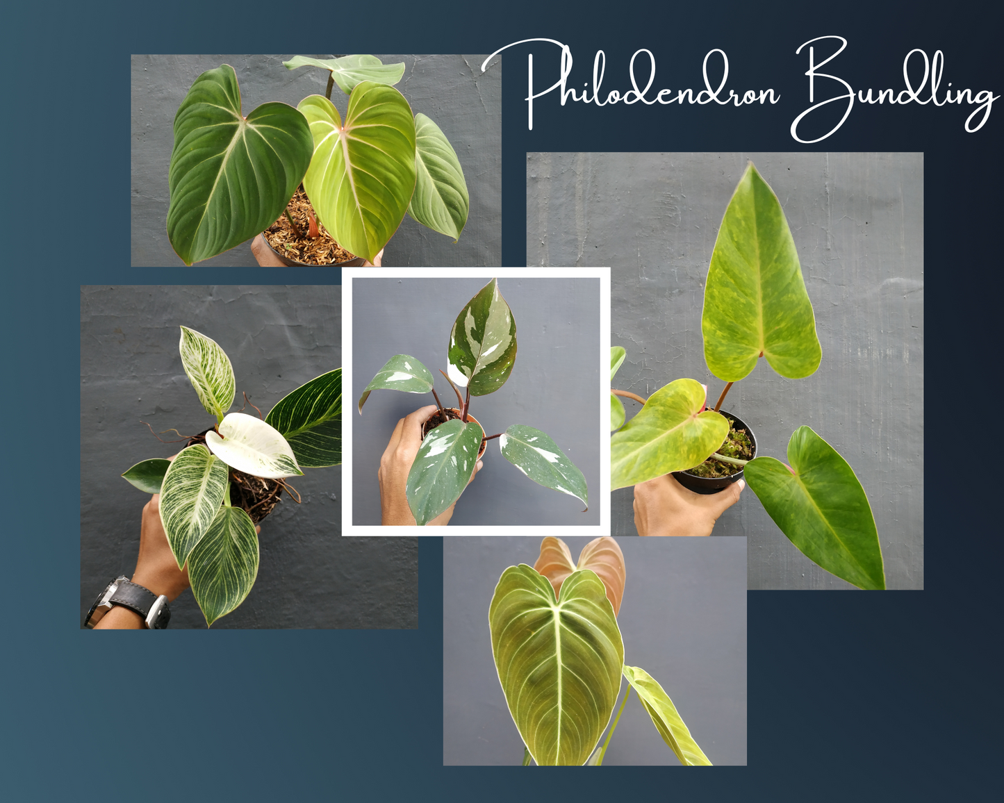 Philodendron Anderson, Philodendron Melanochrysum, Philodendron Painted Lady, Philodendron Birkin, Philodendron Gloriosum