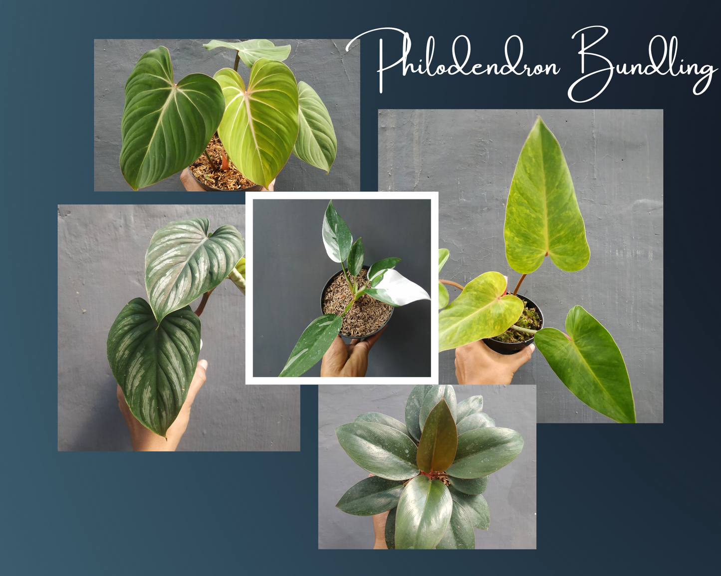 Philodendron White Princess, Philodendron Painted Lady, Philodendron Plowmanii Narrow Form Black Face, Philodendron Gloriosum, Philodendron Compact Congo