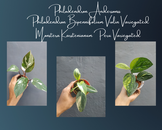 Philodendron Anderson, Philodendron Bipennifolium Violin Variegated, Monstera Karstenianum Peru Variegated