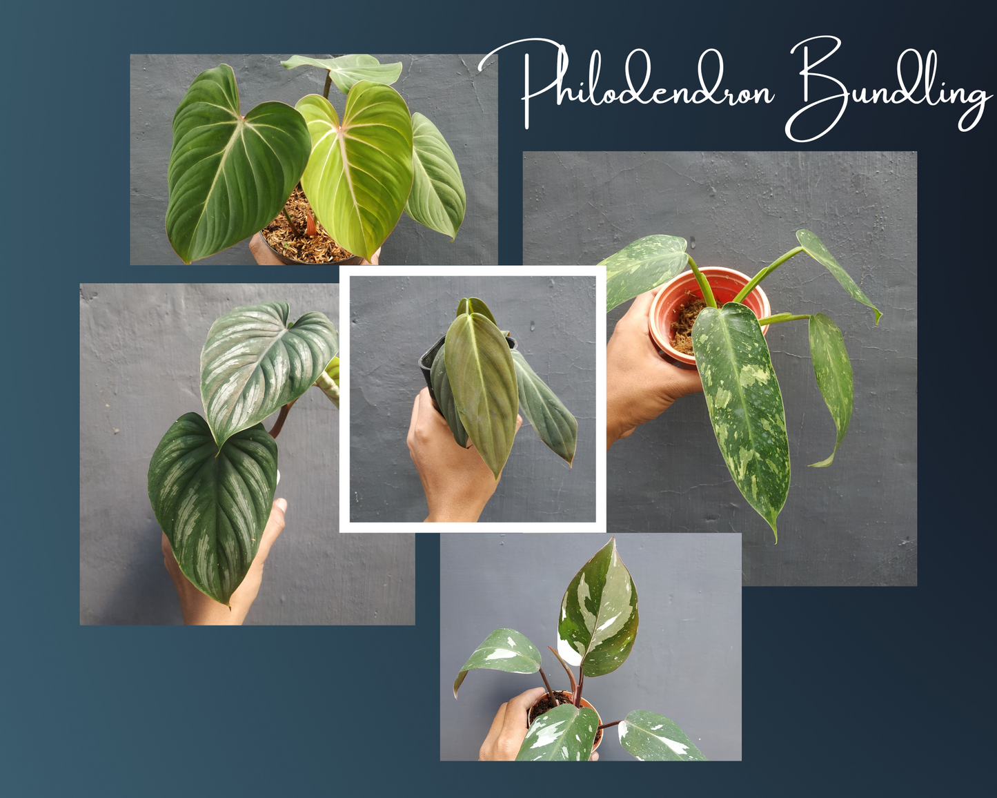 Philodendron Jose Buono, Philodendron Gigas, Philodendron Anderson, Philodendron Gloriosum, Philodendron Plowmanii Narrow Form Black Face