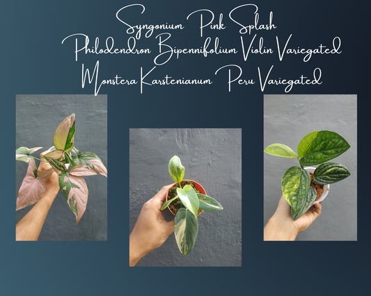 Syngonium Pink Splash, Philodendron Bipennifolium Variegated Small, Monstera Karstenianum Peru Variegated