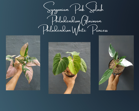 Syngonium Pink Splash, Philodendron Gloriosum, Philodendron White Princess