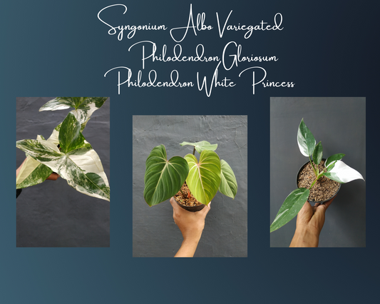 Syngonium Albo Variegated, Philodendron Gloriosum, Philodendron White Princess