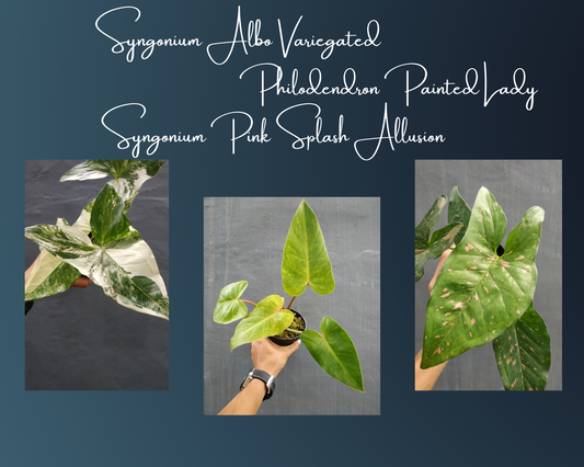 Syngonium Albo Variegated, Philodendron Painted Lady, Syngonium Pink Splash Allusion