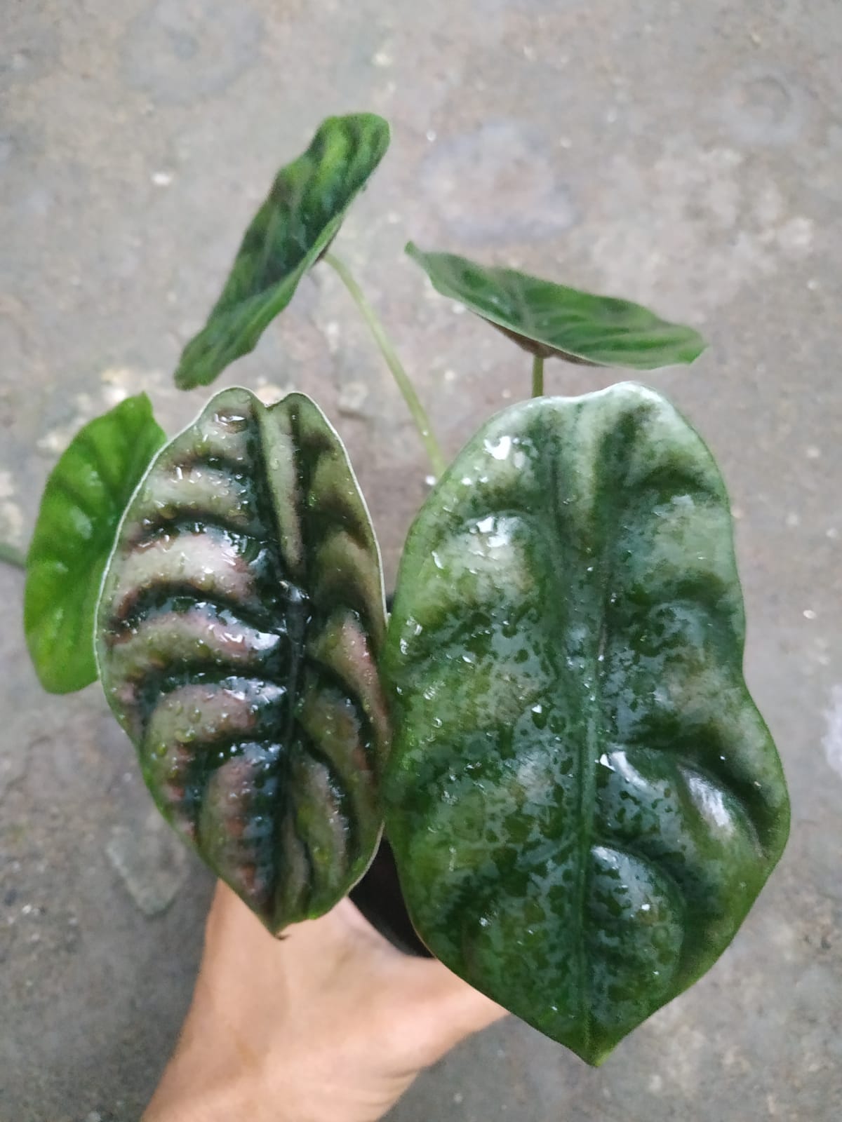 alocasia, live alocasia cuprea, live alocasia cuprea plants, rare cuprea, rare alocasia cuprea live plants, tropical alocasia cuprea live plants, wholesale alocasia cuprea, outdoor plant, indoor plants, winter plants, summer plants, spring plants, houseplants, rare alocasia cuprea plants, live alocasia cuprea rare plants