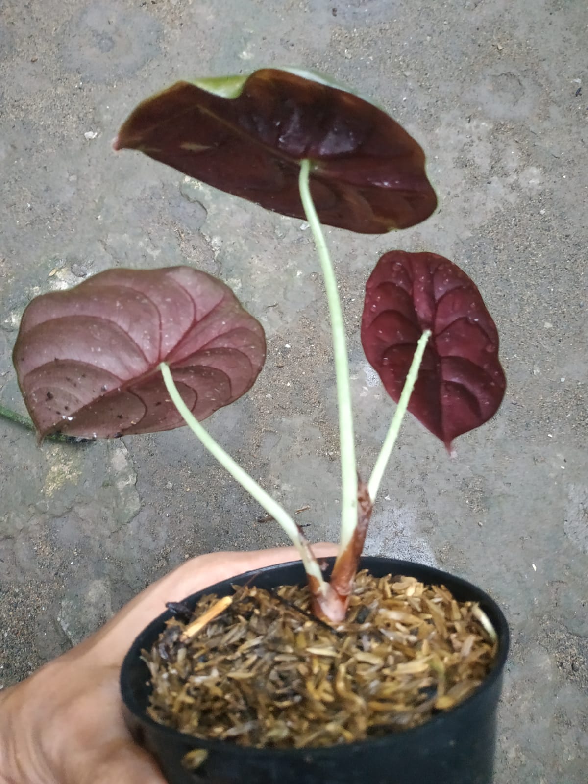 alocasia, live alocasia cuprea, live alocasia cuprea plants, rare cuprea, rare alocasia cuprea live plants, tropical alocasia cuprea live plants, wholesale alocasia cuprea, outdoor plant, indoor plants, winter plants, summer plants, spring plants, houseplants, rare alocasia cuprea plants, live alocasia cuprea rare plants