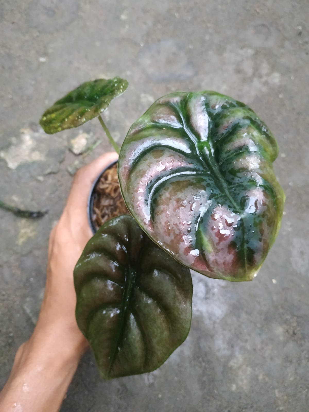 alocasia, live alocasia cuprea, live alocasia cuprea plants, rare cuprea, rare alocasia cuprea live plants, tropical alocasia cuprea live plants, wholesale alocasia cuprea, outdoor plant, indoor plants, winter plants, summer plants, spring plants, houseplants, rare alocasia cuprea plants, live alocasia cuprea rare plants