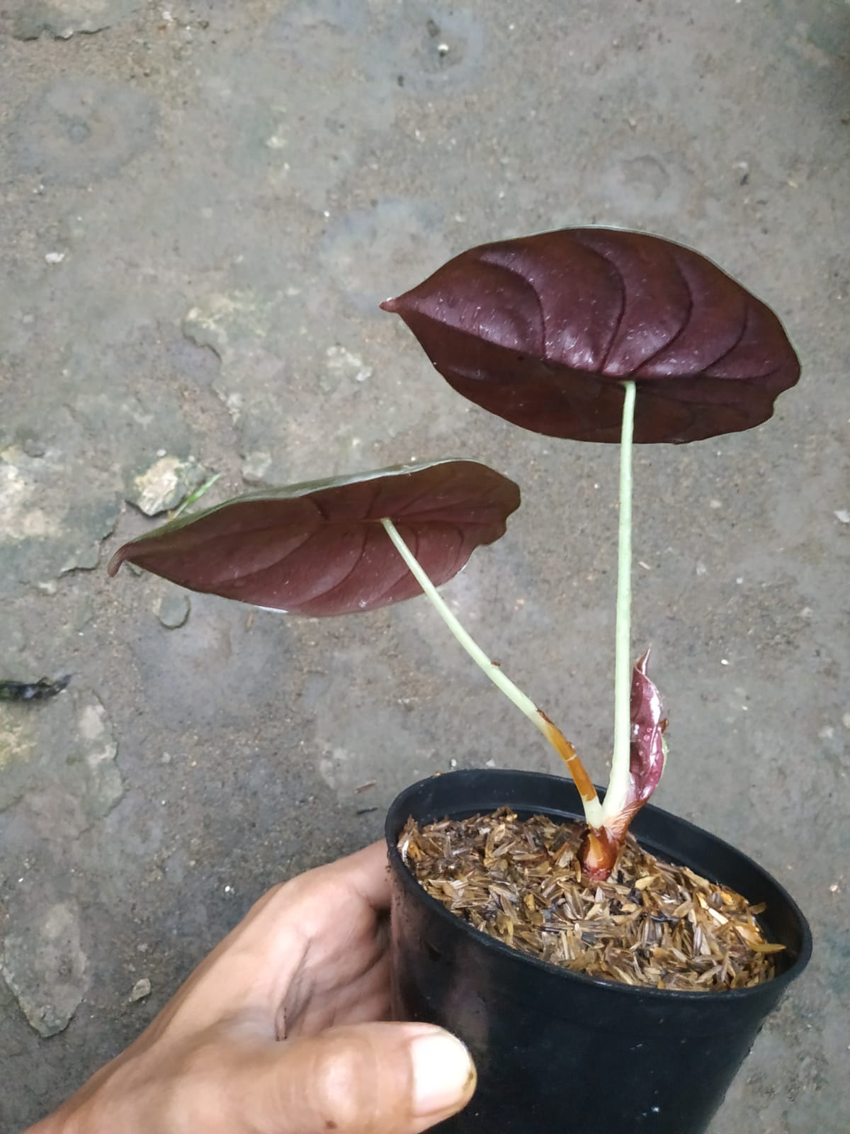 alocasia, live alocasia cuprea, live alocasia cuprea plants, rare cuprea, rare alocasia cuprea live plants, tropical alocasia cuprea live plants, wholesale alocasia cuprea, outdoor plant, indoor plants, winter plants, summer plants, spring plants, houseplants, rare alocasia cuprea plants, live alocasia cuprea rare plants