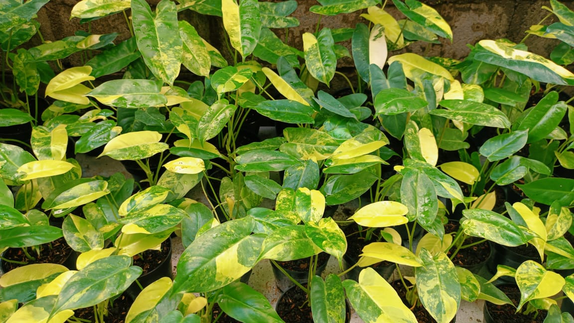 Philodendron Burle Marx Variegated