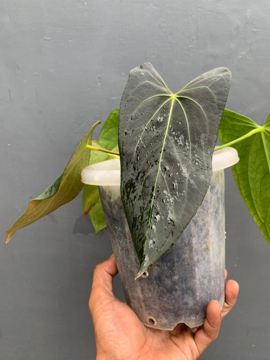 anthurium, anthurium papillilaminum, live anthurium papillilaminum, live anthurium papillilaminum plants, rare anthurium papillilaminum, rare anthurium papillilaminum live plants, tropical anthurium papillilaminum live plants, wholesale anthurium papillilaminum, outdoor plant, indoor plants, winter plants, summer plants, spring plants, houseplants, rare anthurium papillilaminum plants, live anthurium papillilaminum rare plants