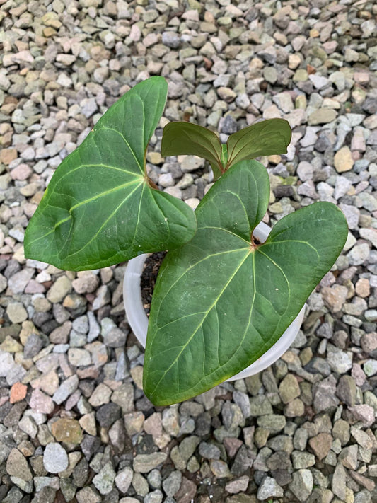 Anthurium Papilillaminum Red Stem