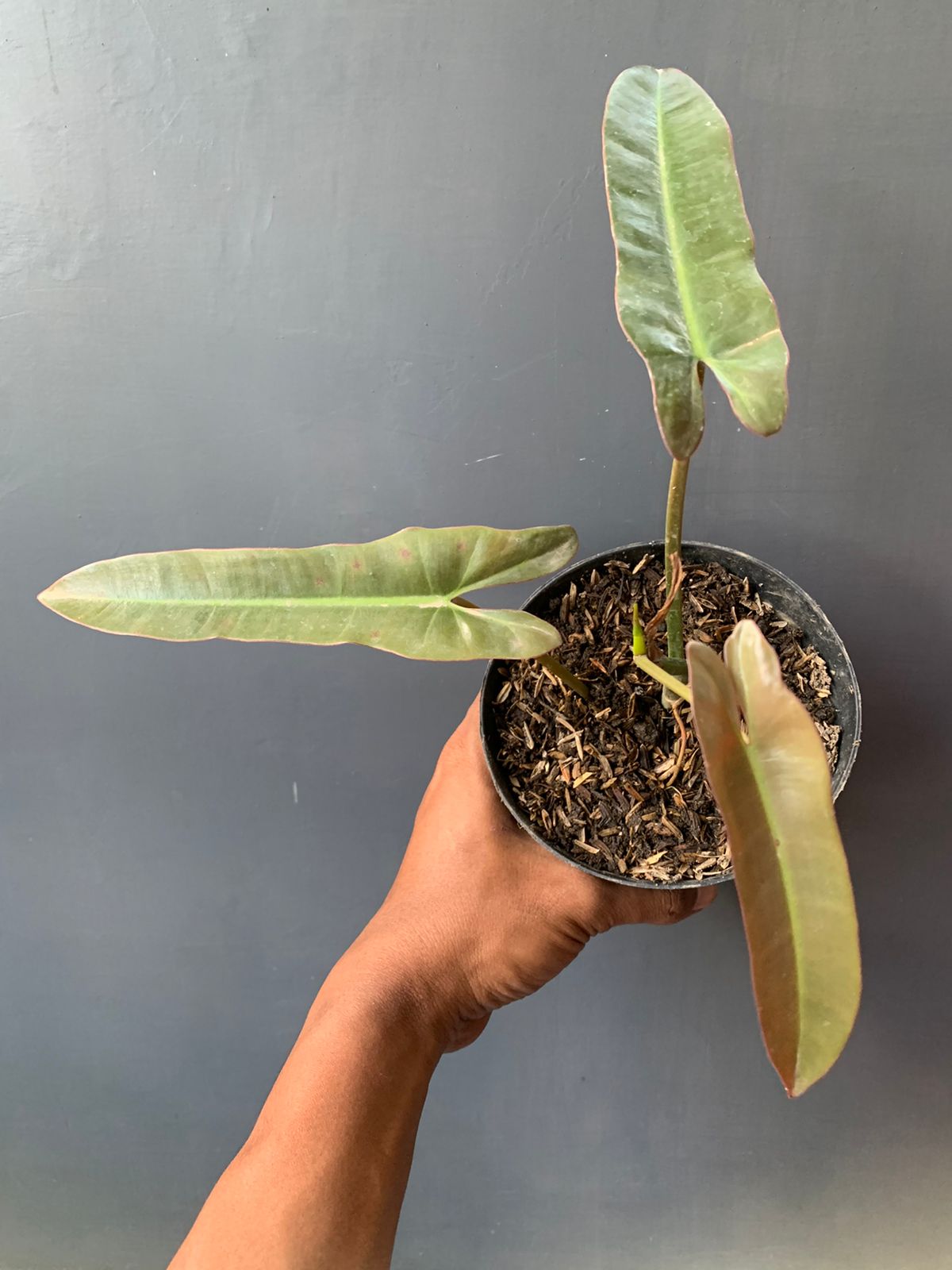Philodendron Atabapoense
