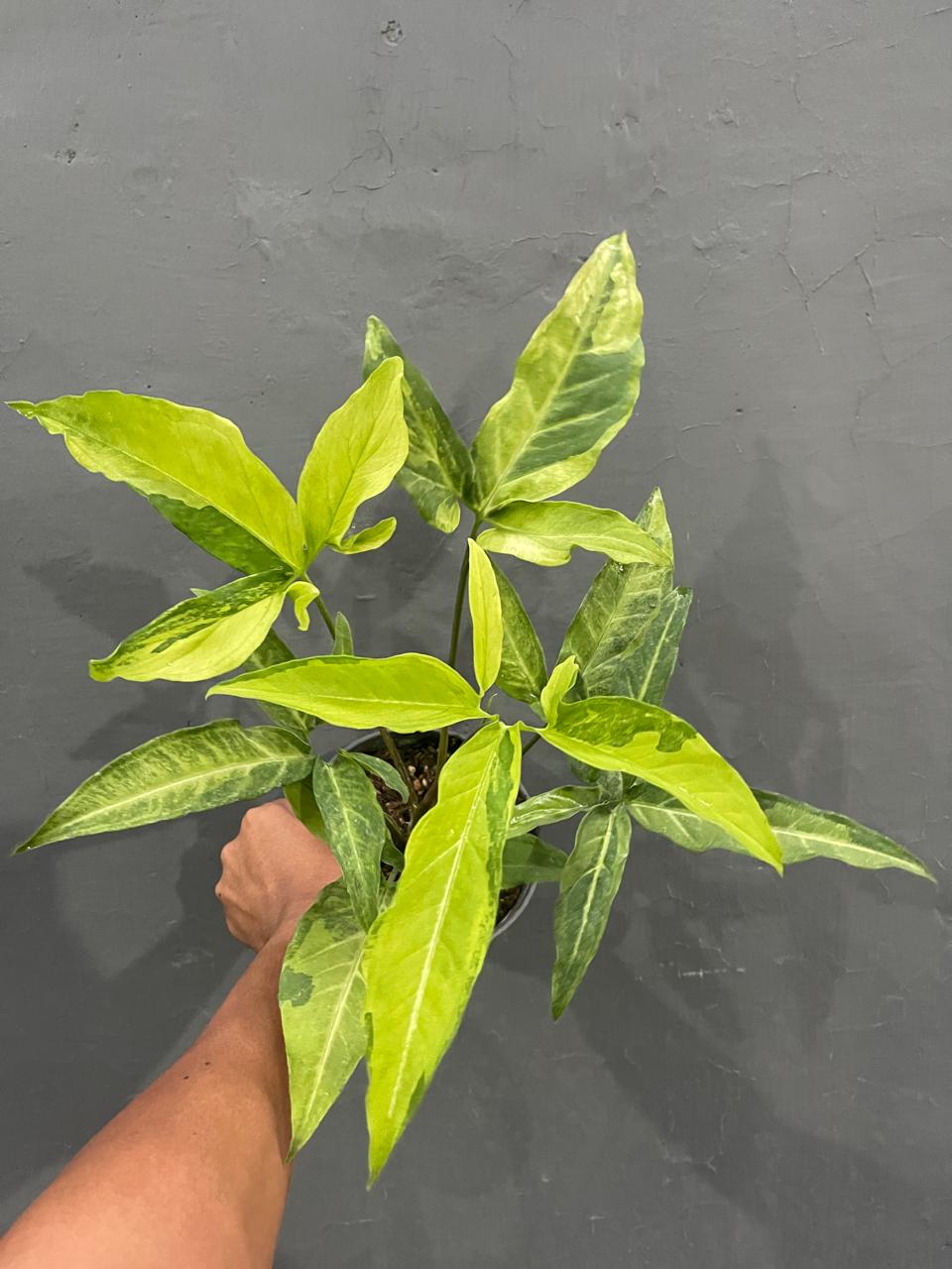 Syngonium Angustatum Yellow Variegated Medium