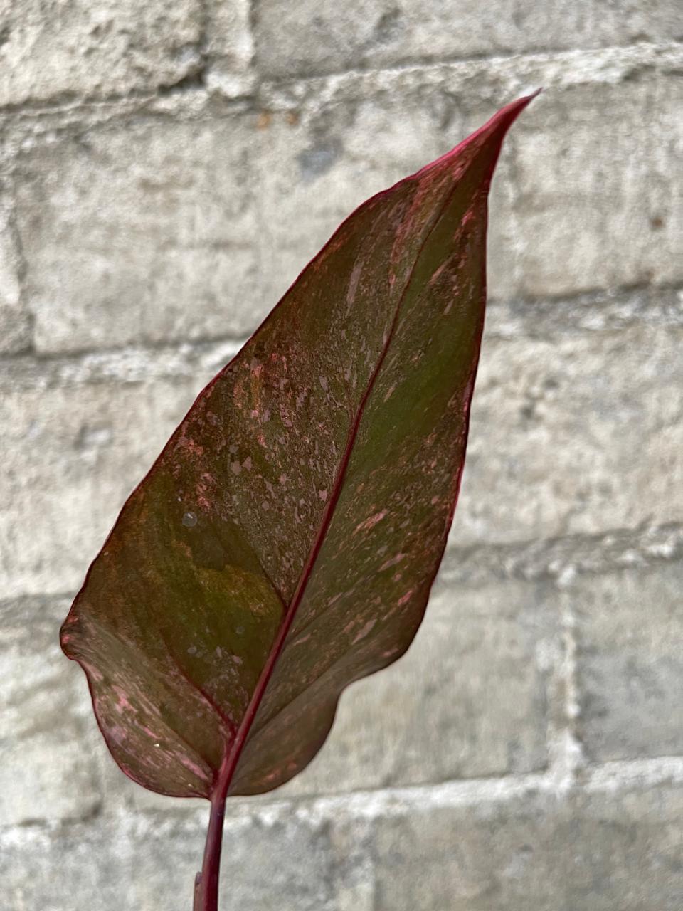 Philodendron Pink Princess Galaxy Medium