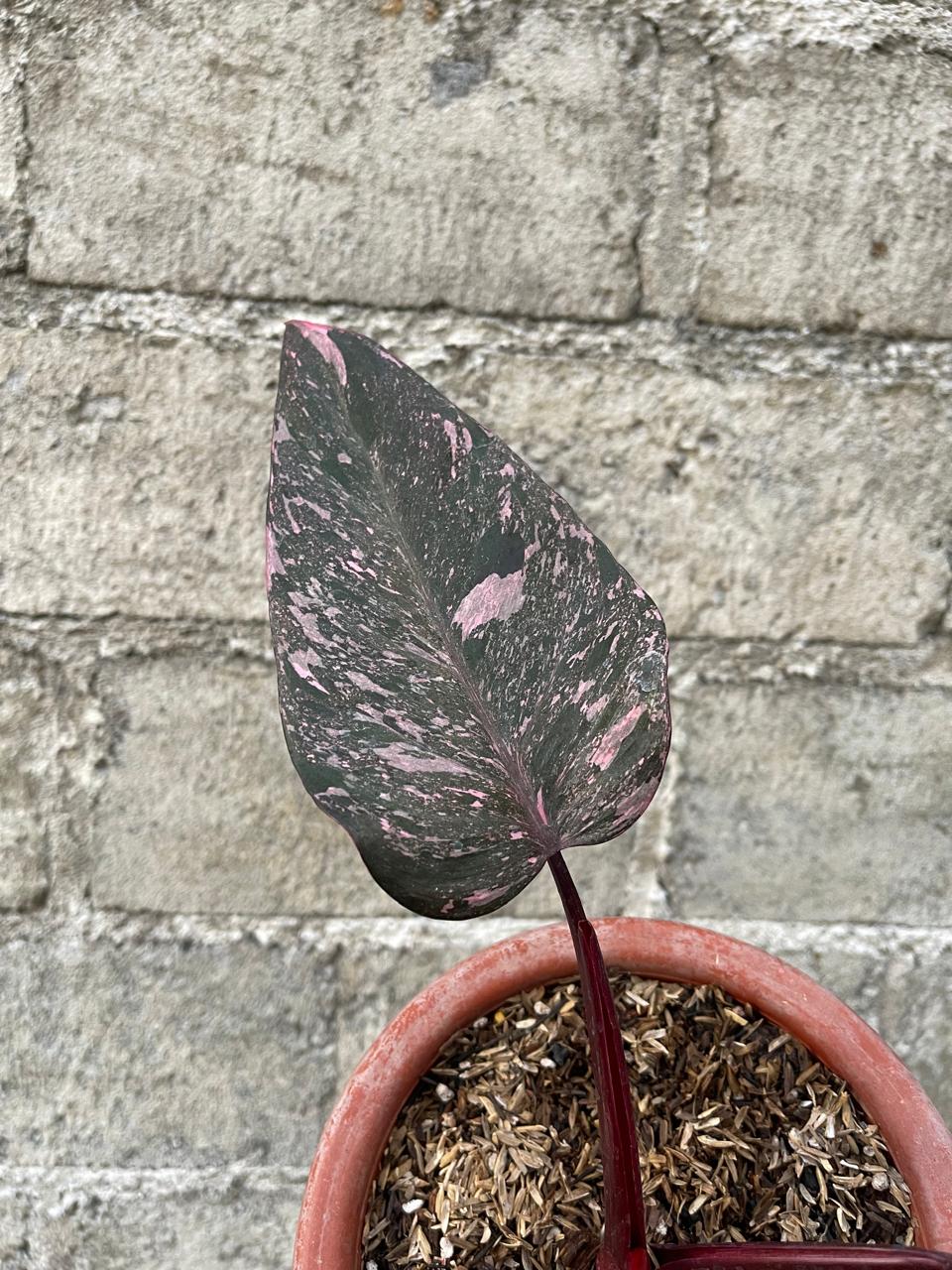 Philodendron Pink Princess Galaxy Medium