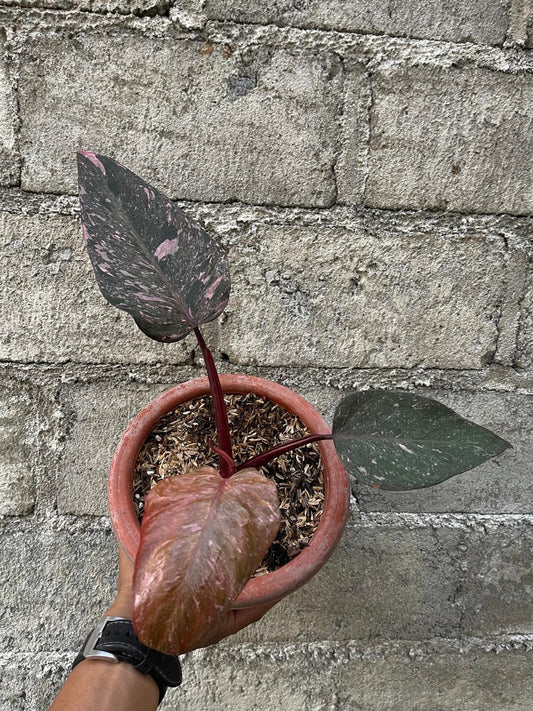 Philodendron Pink Princess Galaxy Medium