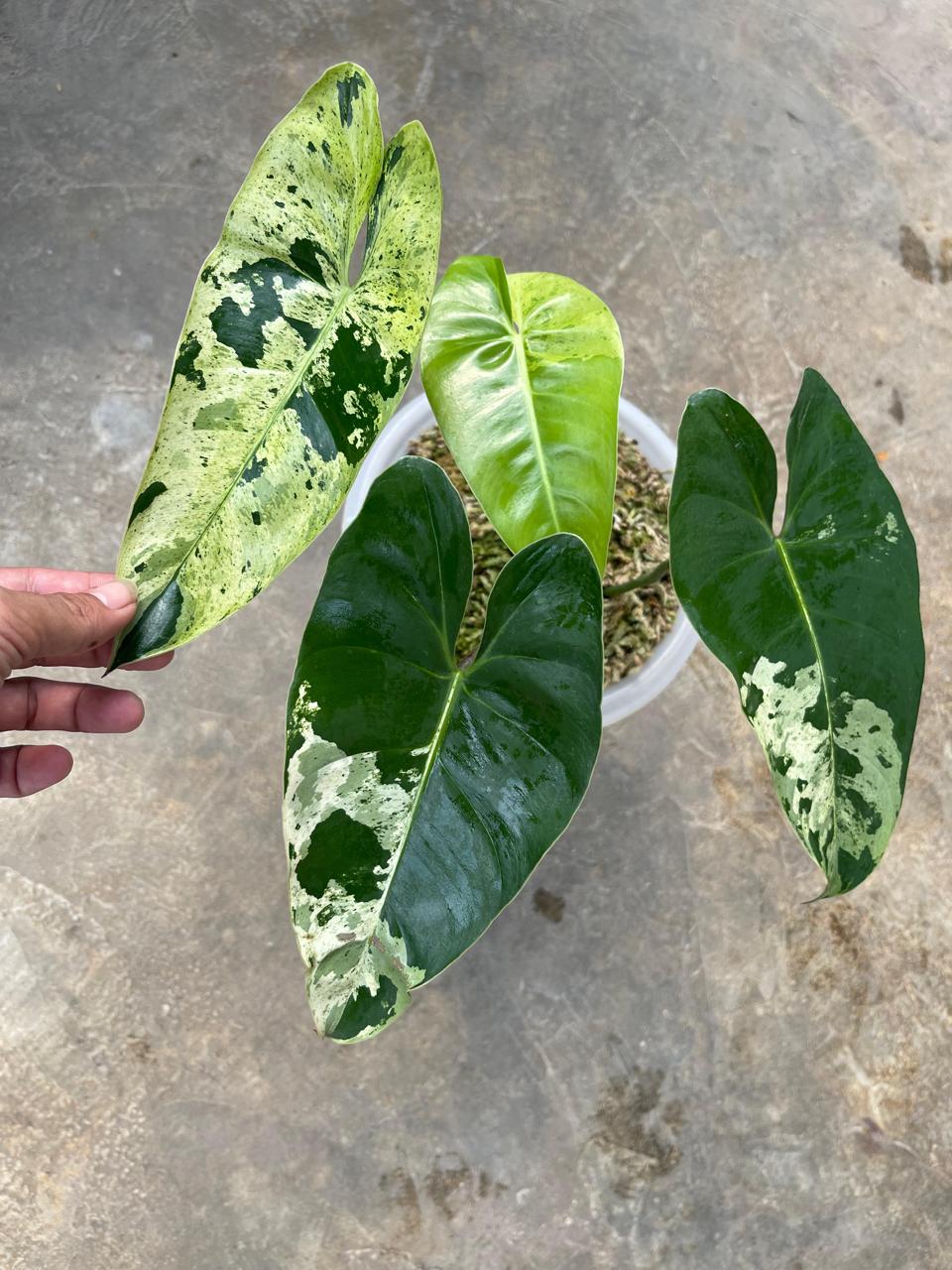 Philodendron Ilsemanii Variegated