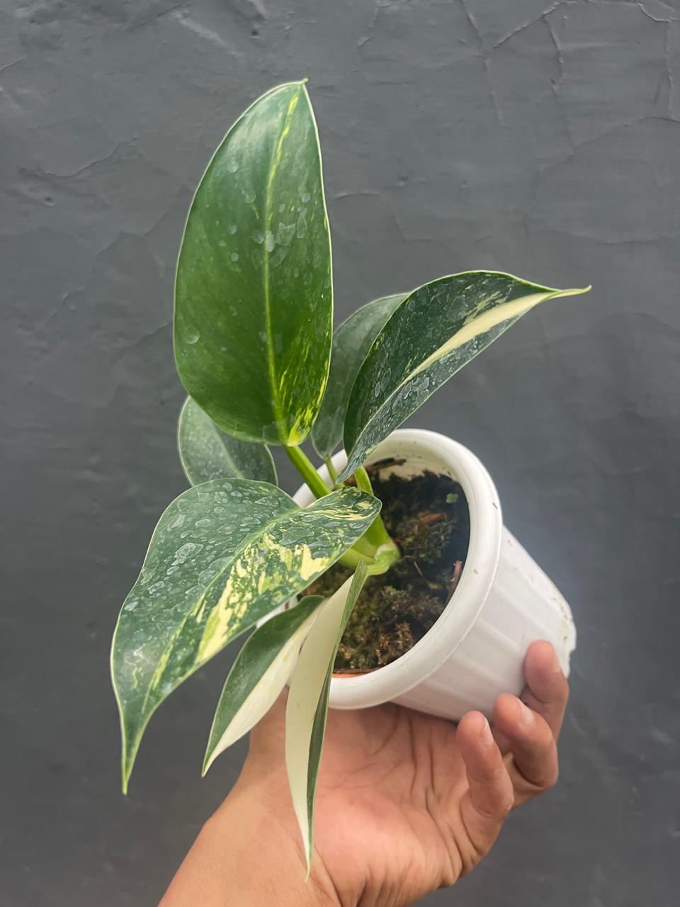 Philodendron Green Congo Variegated Medium