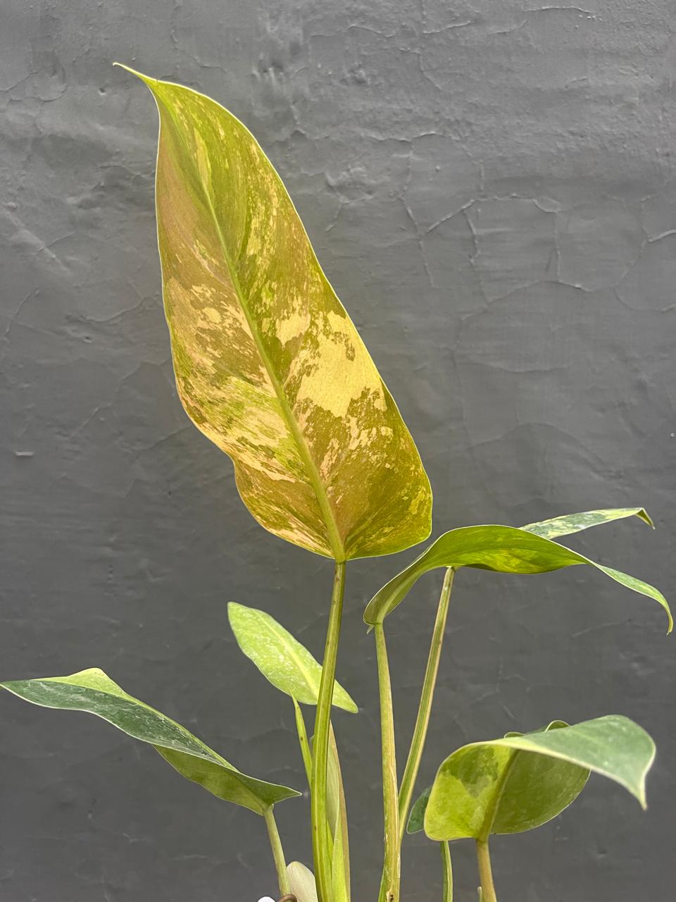 Philodendron Whippleway Variegated