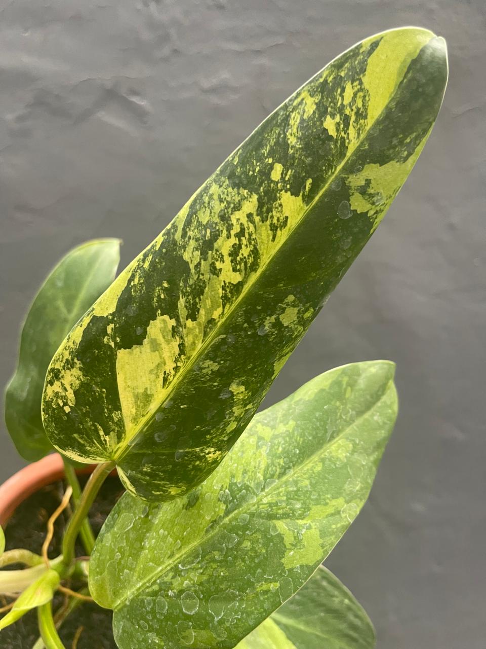 Philodendron Whippleway Variegated