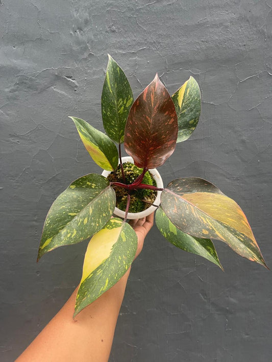 Philodendron Orange Princess variegated