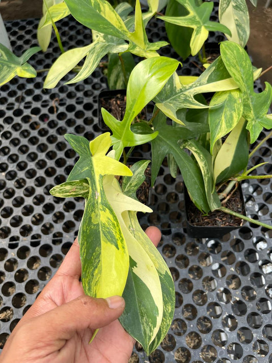 Wholesale 10x Philodendron Florida Beauty Variegated