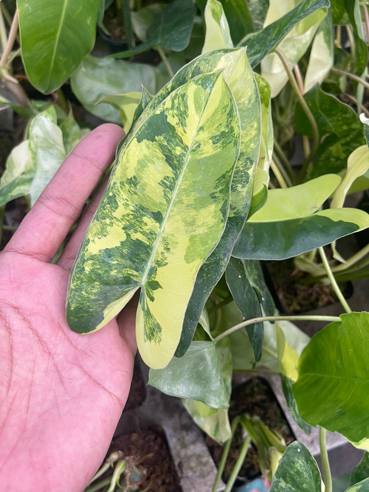 Wholesale 10x Philodendron Burle Mark Variegated