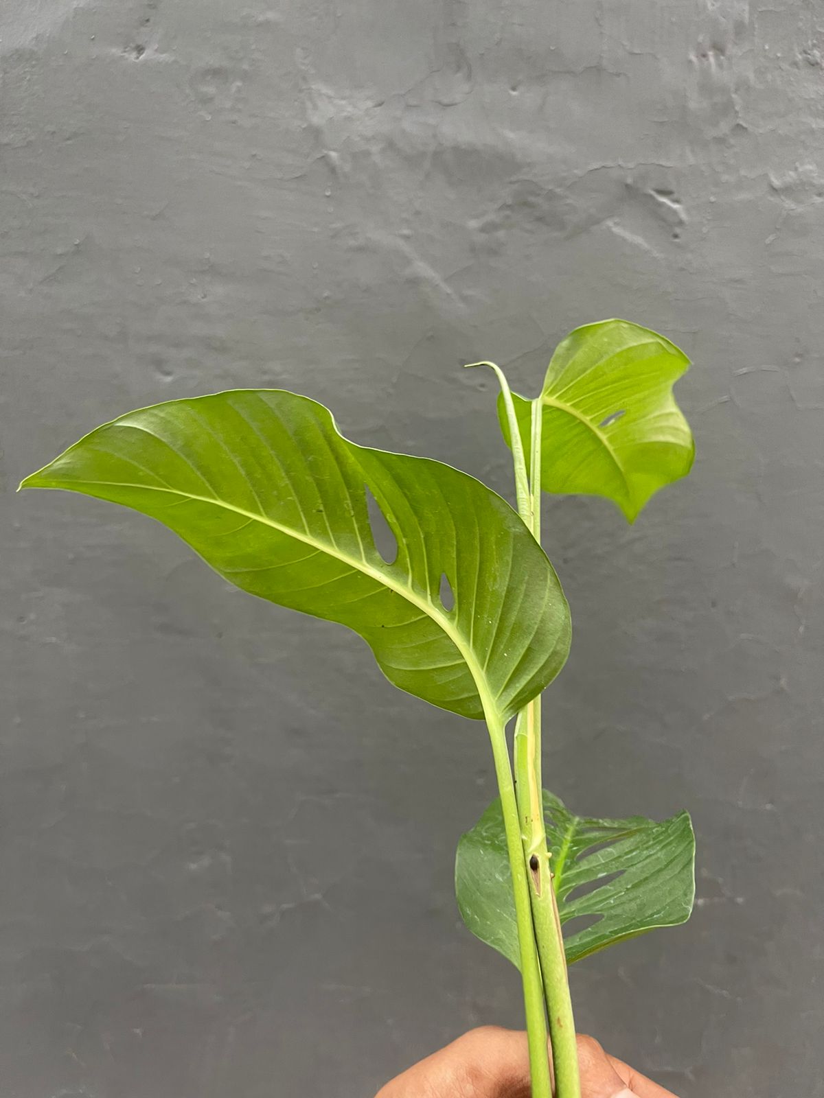 Monstera Laniata Medium Leaf